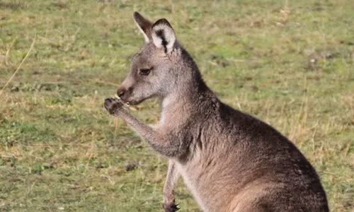 15-interesting-facts-about-kanguru
