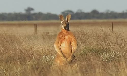 15-interesting-facts-about-kanguru