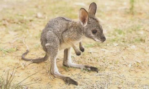 15-interesting-facts-about-kanguru