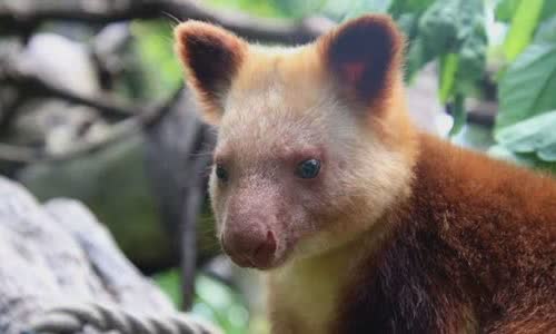 15-interesting-facts-about-kanguru