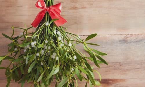 16-festival-truth-about-mistletoe