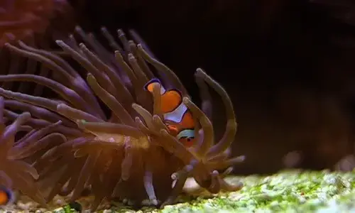16 interesting facts about clownfish