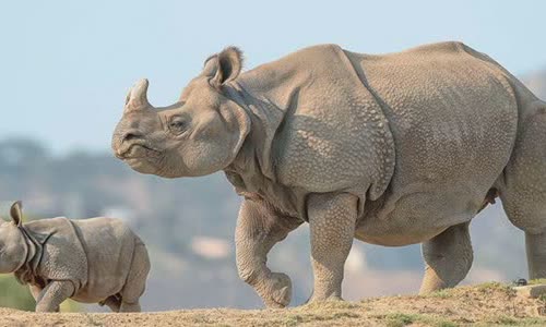 20-attractive-truth-about-rhino-you-should-know