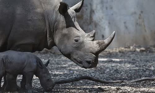 20-attractive-truth-about-rhino-you-should-know