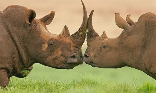 20-attractive-truth-about-rhino-you-should-know