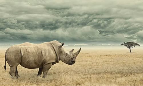 20-attractive-truth-about-rhino-you-should-know