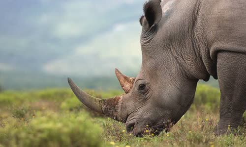 20-attractive-truth-about-rhino-you-should-know