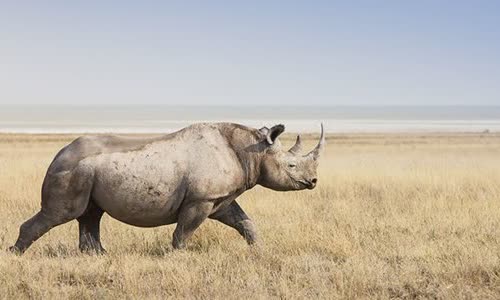 20-attractive-truth-about-rhino-you-should-know