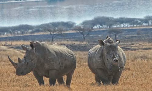 20-attractive-truth-about-rhino-you-should-know