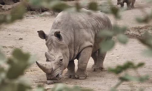 20-attractive-truth-about-rhino-you-should-know