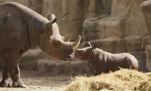 20 attractive truth about rhino you should know