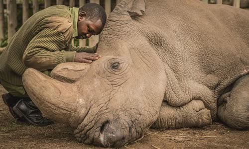 20-attractive-truth-about-rhino-you-should-know