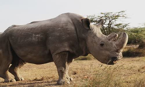20-attractive-truth-about-rhino-you-should-know