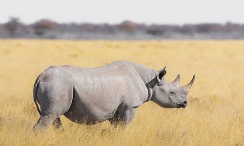 20-attractive-truth-about-rhino-you-should-know