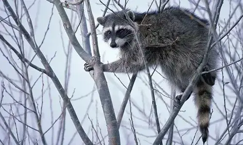 20 Feathering truth about pandas