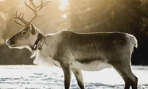 20-interesting-facts-about-reindeer