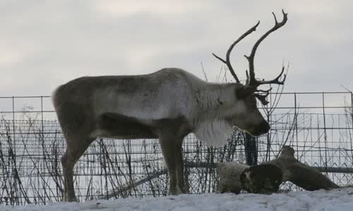 20 interesting facts about reindeer