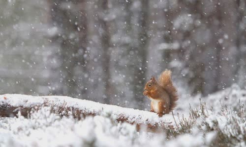 20-interesting-facts-about-squirrel