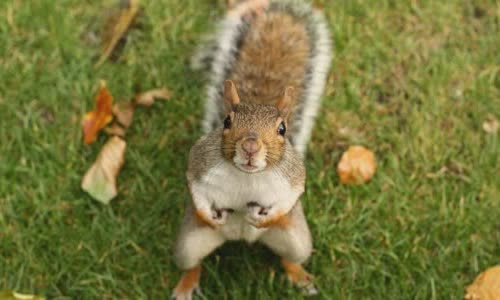 20-interesting-facts-about-squirrel