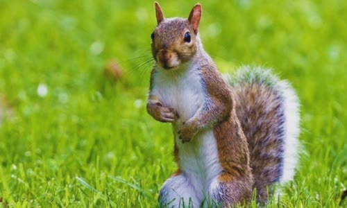 20 interesting facts about squirrel
