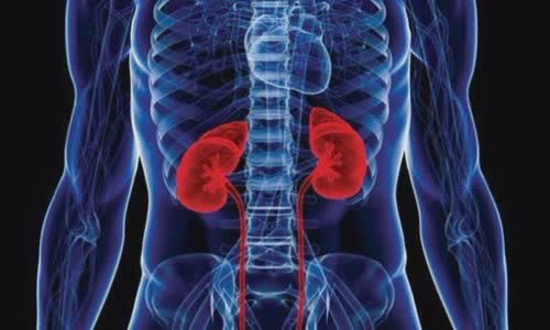 20 interesting facts about your kidneys