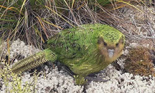 20-little-truth-is-known-about-rare-kakapo