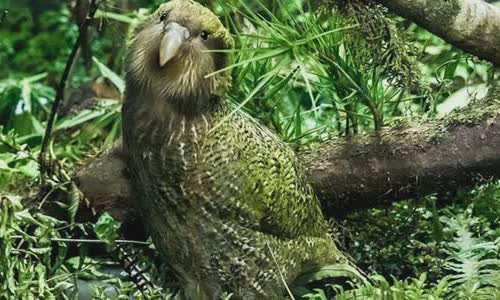 20-little-truth-is-known-about-rare-kakapo