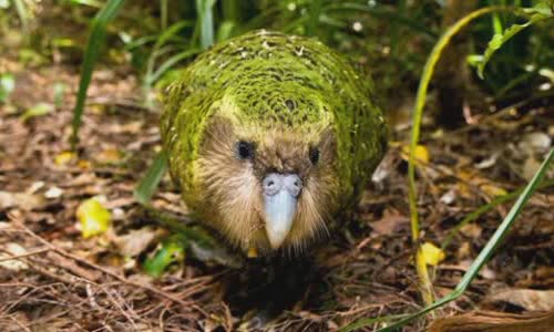 20 little truth is known about rare kakapo
