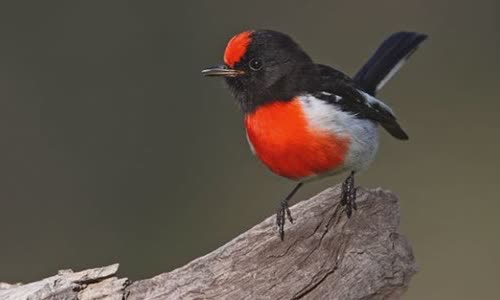 20 The truth about Red Robin you will go back!