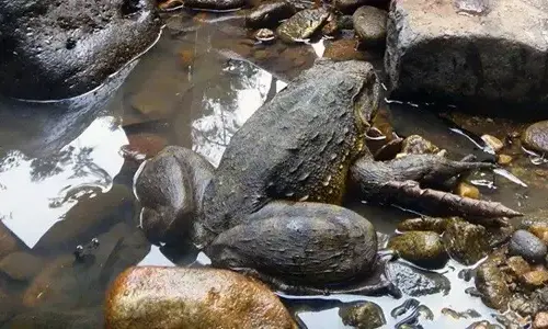 20-truth-about-goliath-frogs-the-worlds-largest-frog