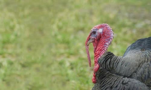 25 Final truth about turkey