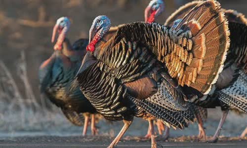 25-final-truth-about-turkey