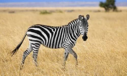 25-great-truth-about-zebra