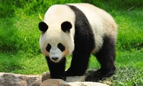 25 interesting facts about giant panda