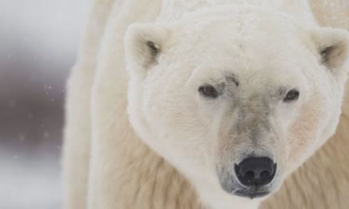 29 interesting facts about polar bears that you should know