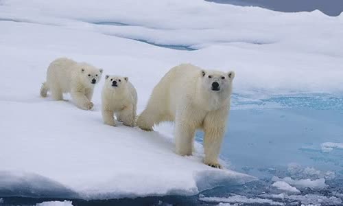 3-biggest-snow-mythology-will-surprise-you
