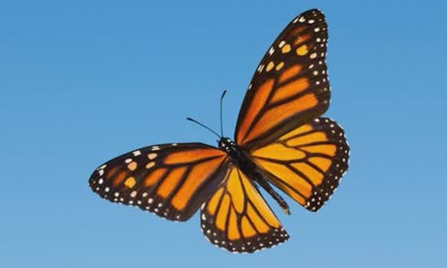 30-beautiful-facts-about-butterflies