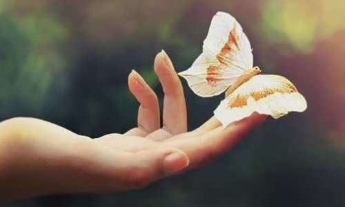 30 beautiful facts about butterflies