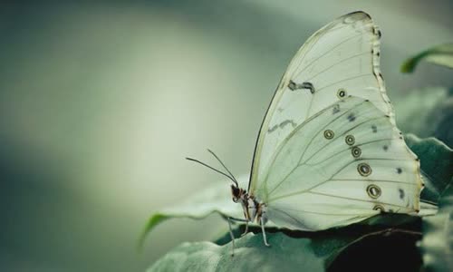 30-beautiful-facts-about-butterflies