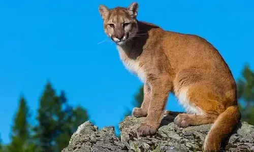 30-clawsome-facts-about-cougars