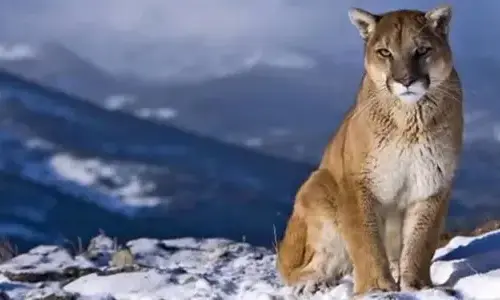 30 Claw-some facts about Cougars