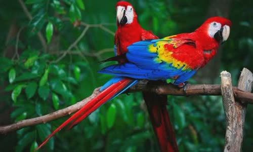 30 colorful facts about parrots