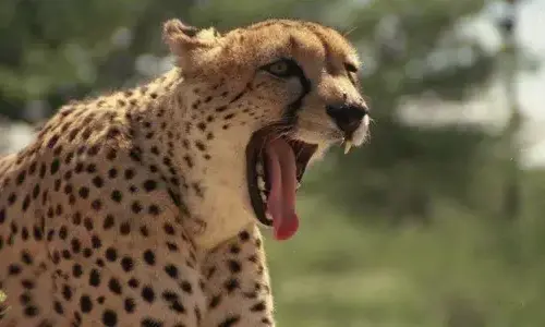 30 great facts about Cheetahs