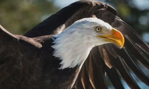 30 interesting facts about Eagles for children