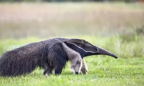 30 interesting facts about giant anteater that you didn't know about