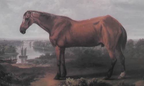 30-interesting-facts-about-horses