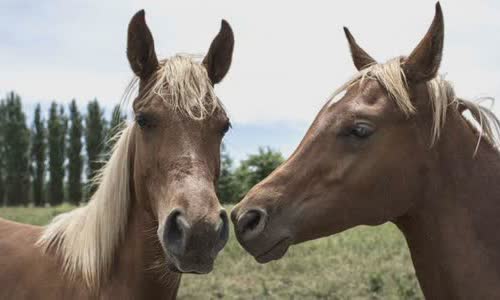 30-interesting-facts-about-horses