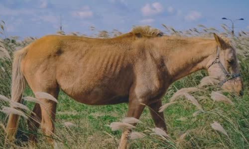 30-interesting-facts-about-horses