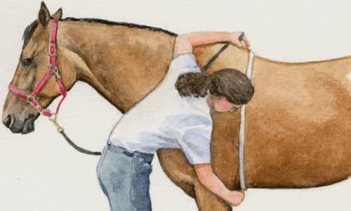 30-interesting-facts-about-horses