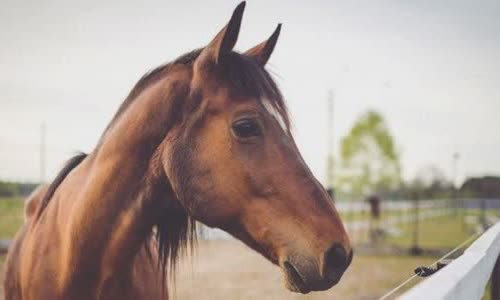 30 interesting facts about horses